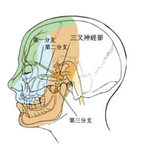 带状疱疹病毒潜伏在神经节内