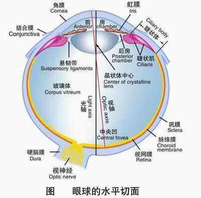 北京希玛眼科医院玻璃体是什么？